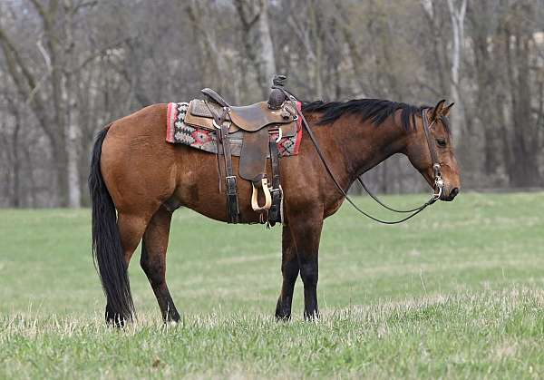 athletic-quarter-horse