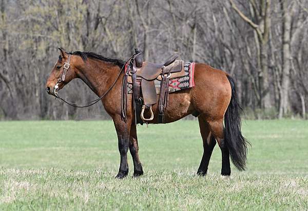 all-around-quarter-horse