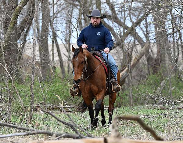 heel-quarter-horse