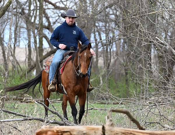 heading-quarter-horse