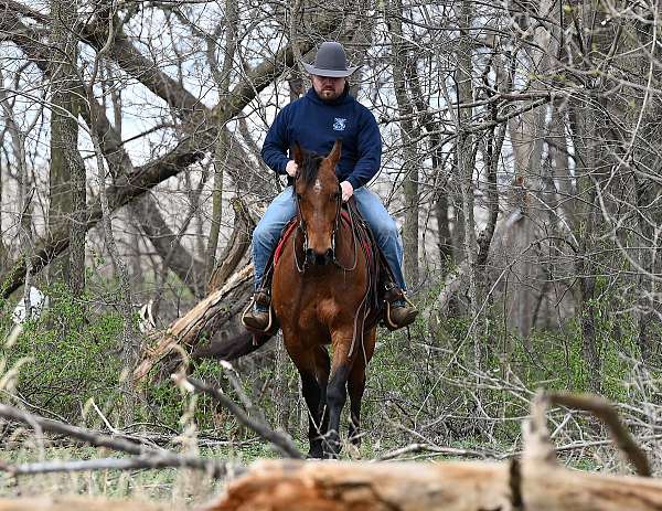 performance-quarter-horse