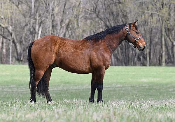 ridden-western-quarter-horse