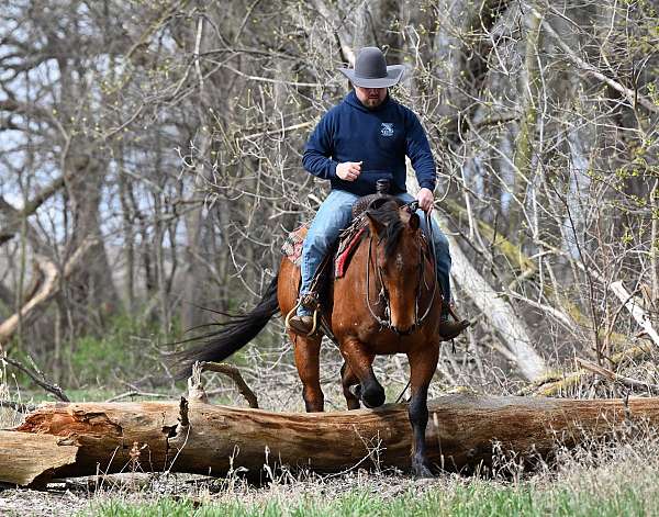 ranch-versatility-quarter-horse