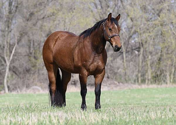 team-roping-quarter-horse