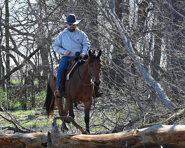 dressage-quarter-horse