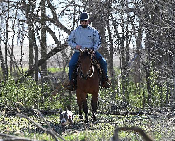 flashy-quarter-horse