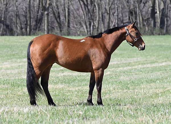 equitation-quarter-horse