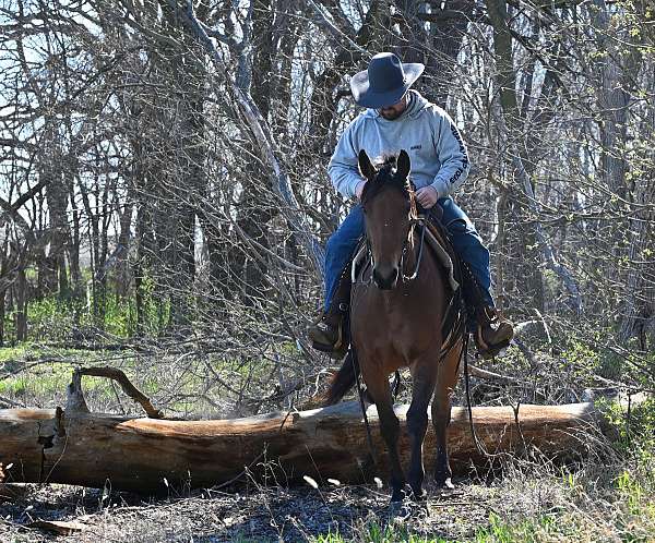 english-pleasure-quarter-horse