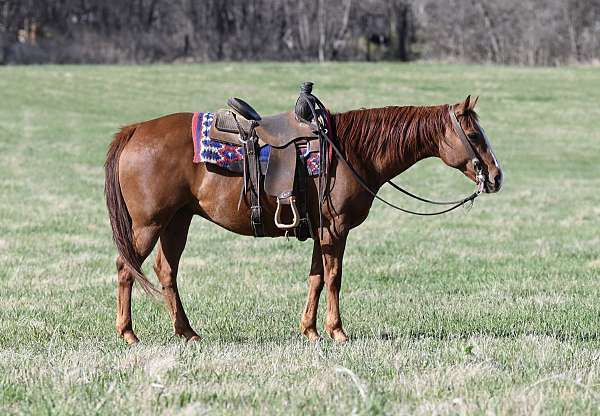 heading-quarter-horse