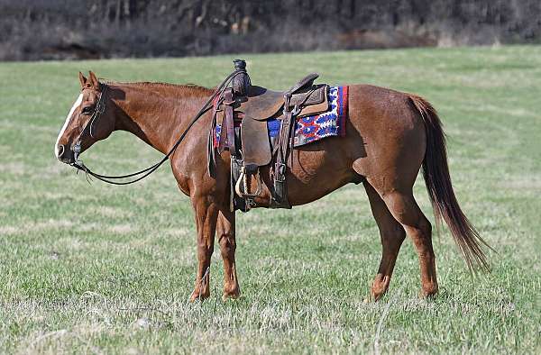 drill-team-quarter-horse