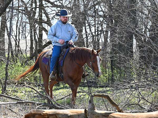 heel-quarter-horse