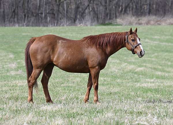 playday-quarter-horse