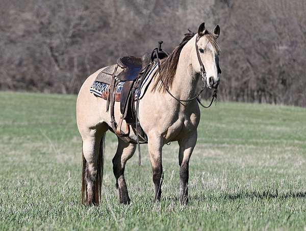 all-around-quarter-horse