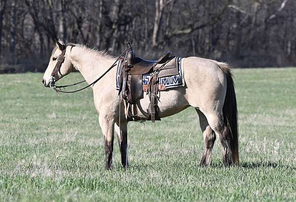 beginner-quarter-horse