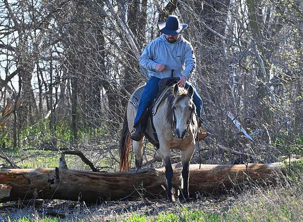 kid-safe-quarter-horse