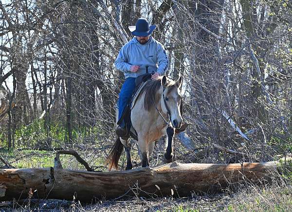 mounted-patrol-quarter-horse