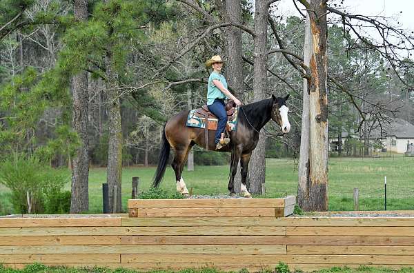 western-quarter-horse