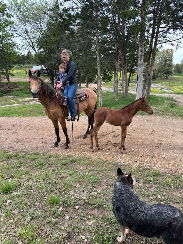 husband-safe-quarter-horse