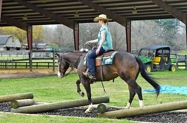 kid-safe-quarter-horse