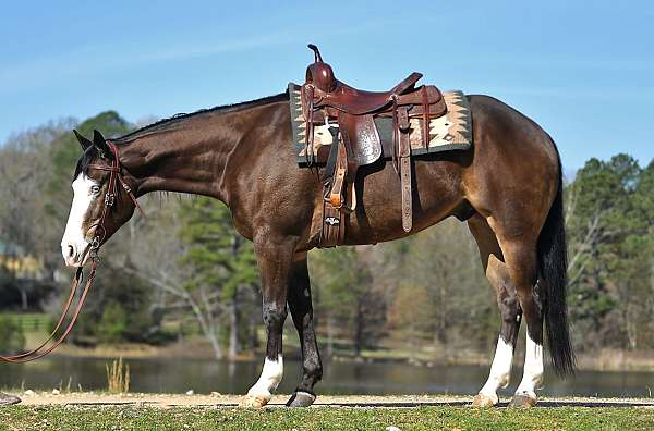 gentle-quarter-horse