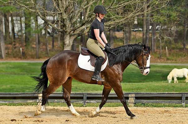 gelding-quarter-horse