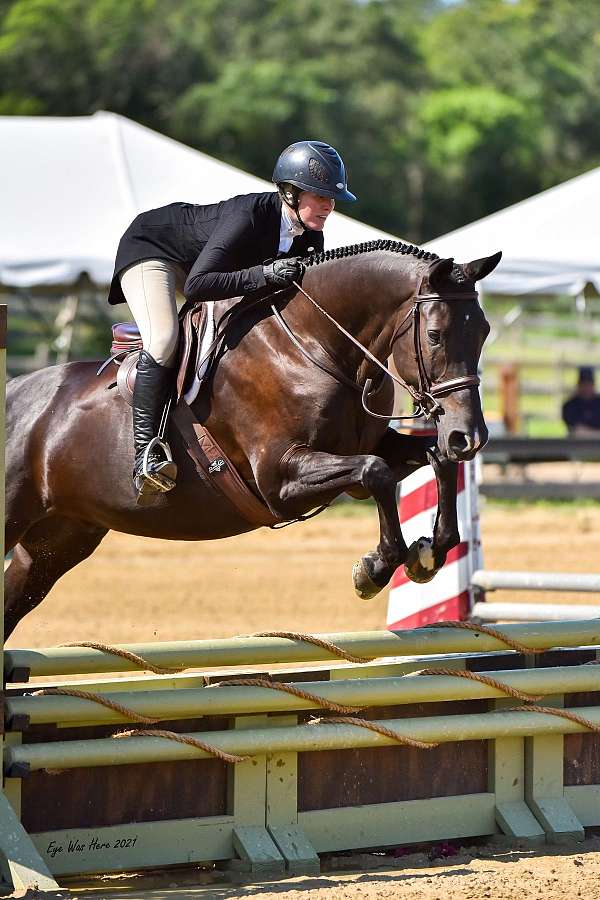 white-snip-3-socks-horse