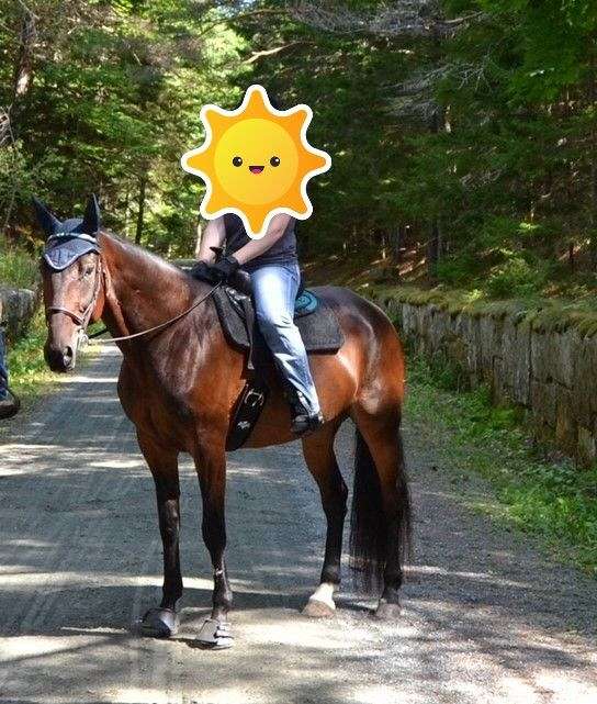 driving-trail-riding-standardbred-horse