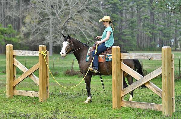 husband-quarter-horse