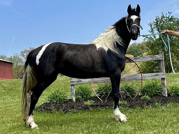 looker-tennessee-walking-horse