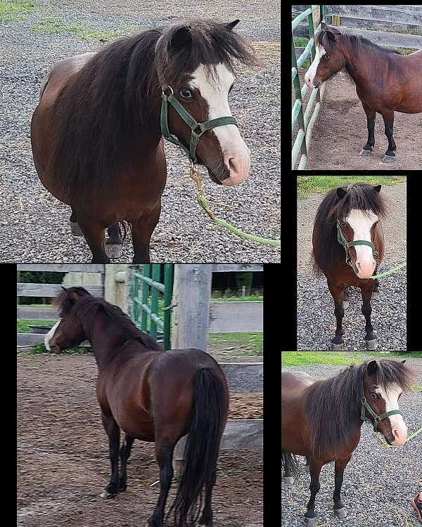 bay-white-face-blue-eyes-horse