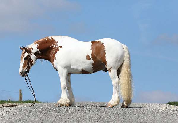 all-around-gypsy-vanner-horse