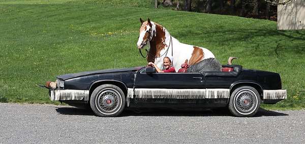 beginner-gypsy-vanner-horse