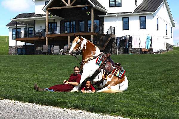 driving-gypsy-vanner-horse