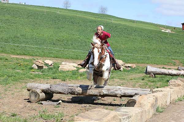 flashy-gypsy-vanner-horse