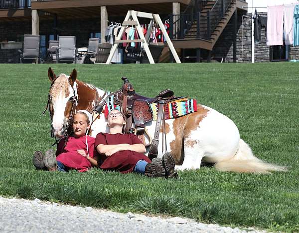 kid-safe-gypsy-vanner-horse