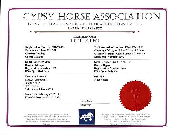 ridden-english-gypsy-vanner-horse