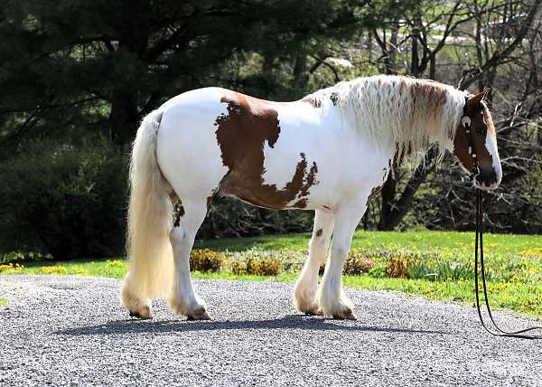 ridden-western-gypsy-vanner-horse