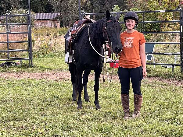 breeding-farm-rocky-mountain-horse