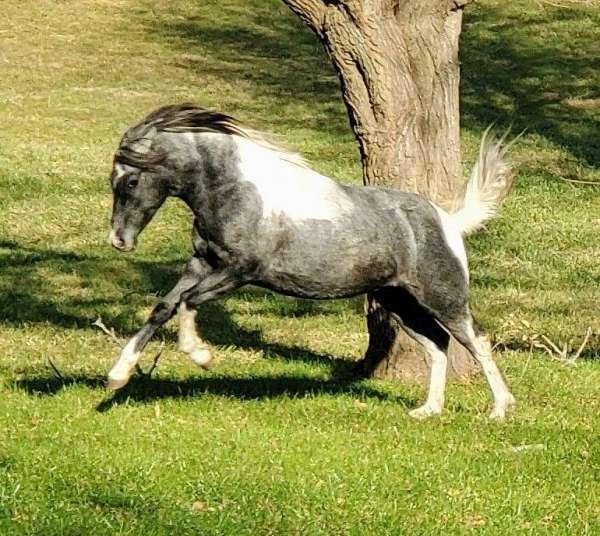 easy-to-train-appaloosa-horse