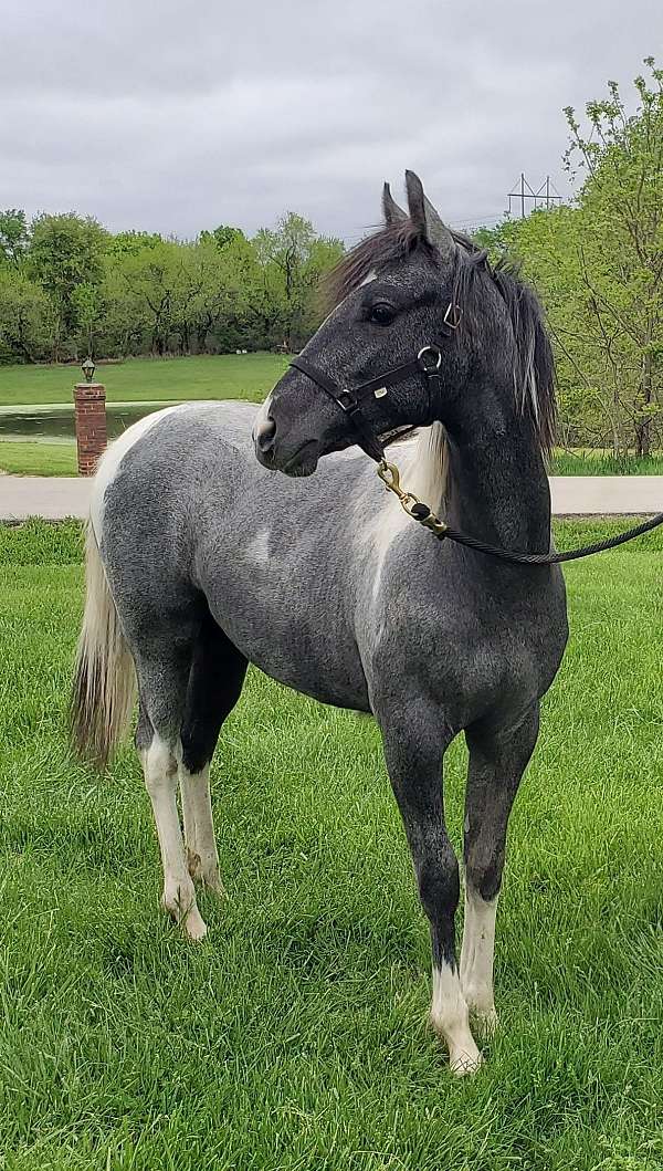 diaman-h-appaloosa-horse