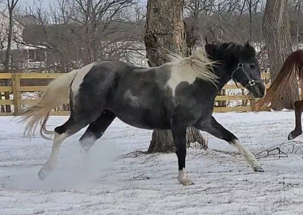 grandson-appaloosa-horse