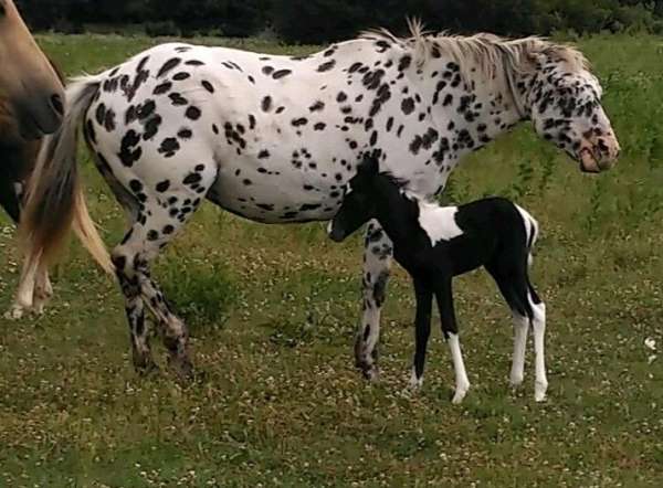 paint-mare-appaloosa-horse