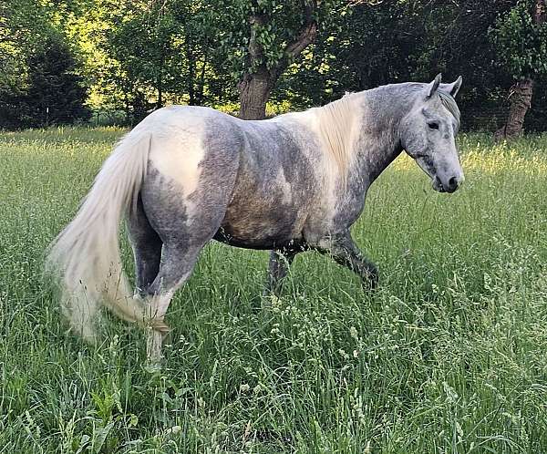 been-saddled-appaloosa-horse