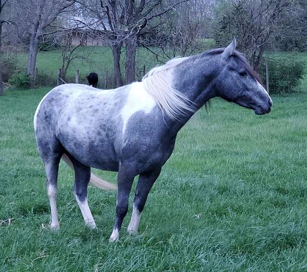 broken-appaloosa-horse