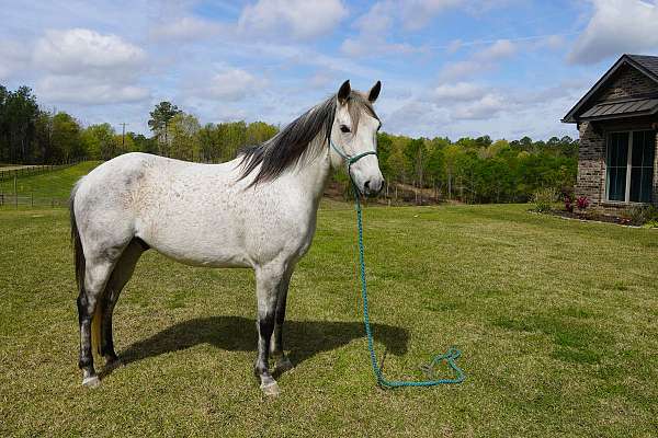 quarter-horse-gelding