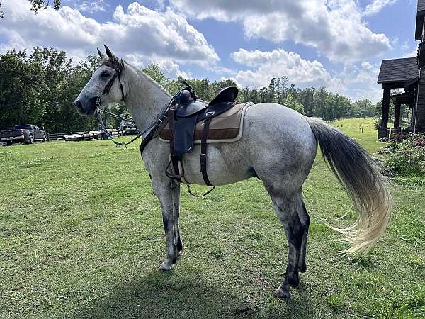 easy-to-be-around-quarter-pony