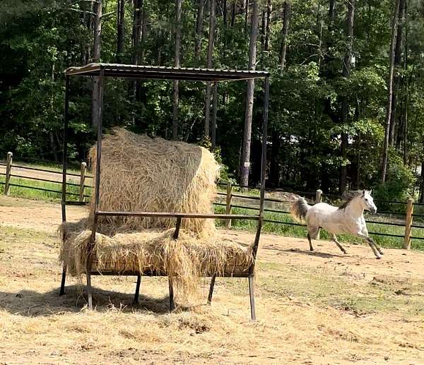 flea-bitten-grey-quarter-pony