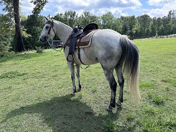 fleabitten-gray-quarter-pony