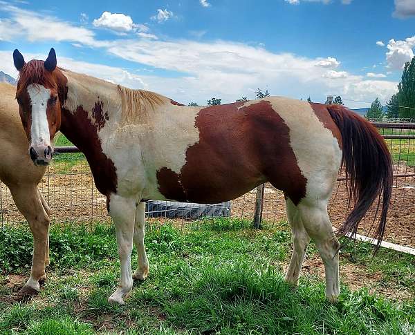 apha-mare-in-foal-paint-horse