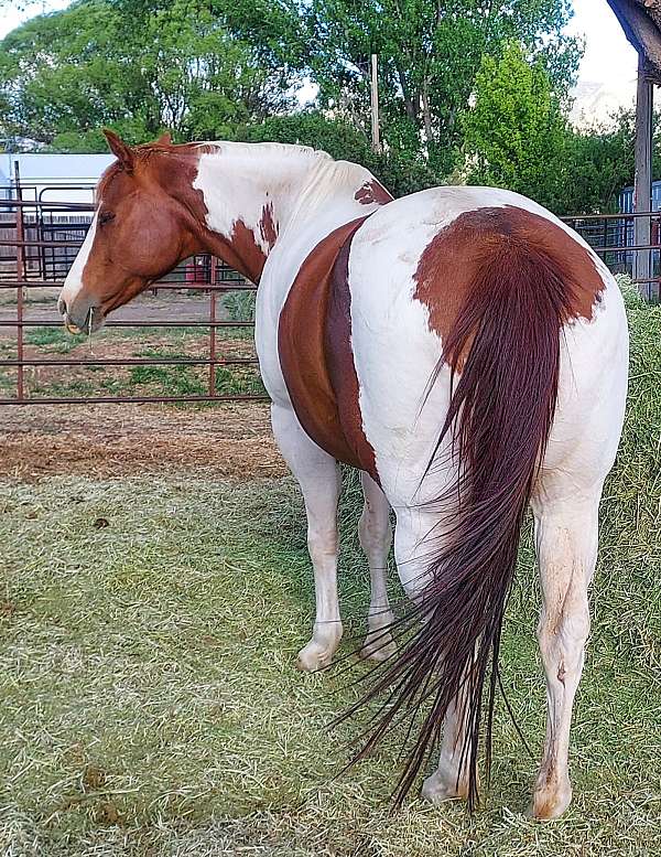 clean-panel-paint-horse